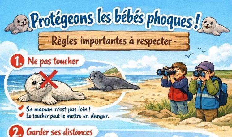 Protégeons les bébés phoques !
