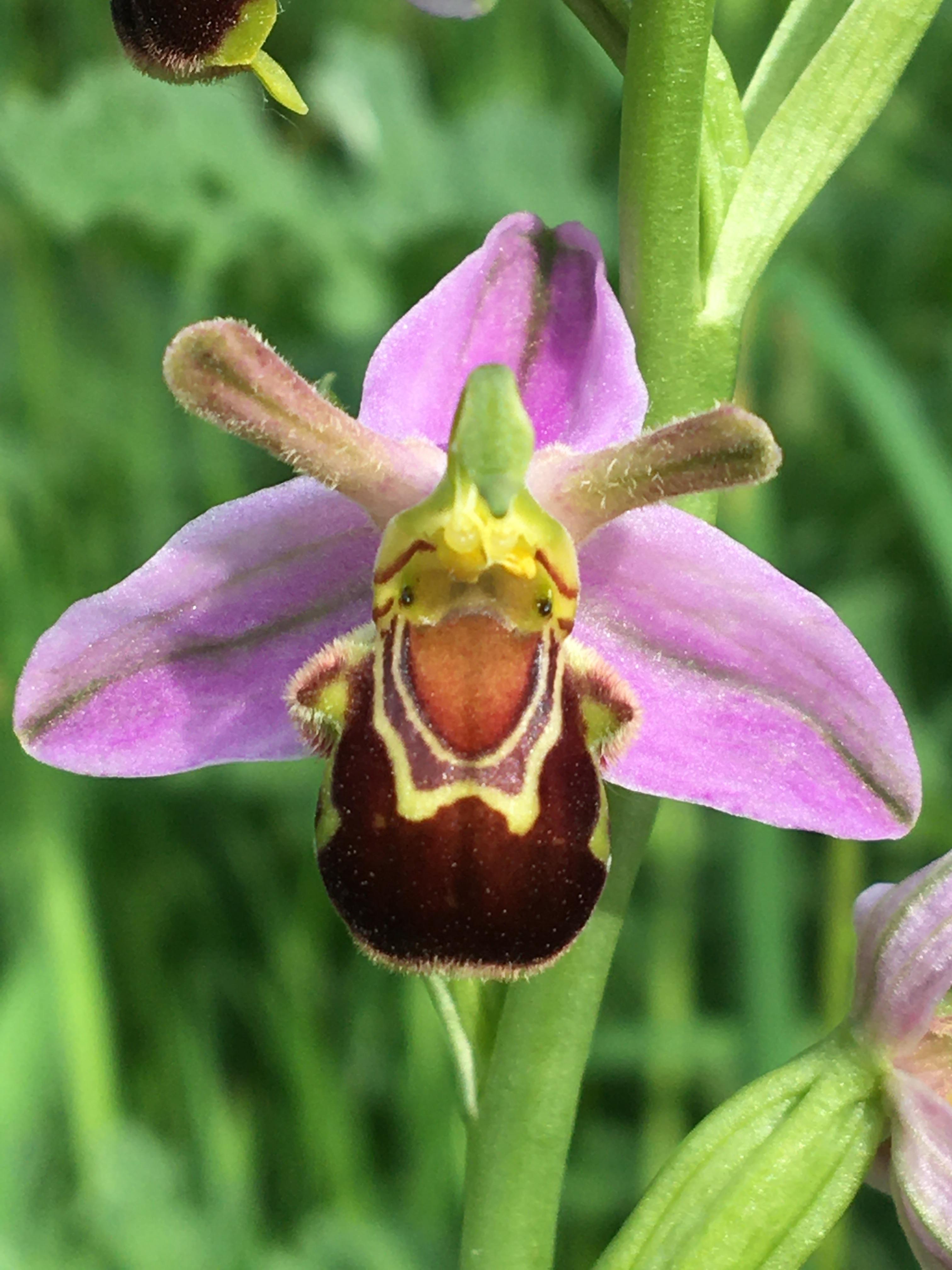 Ophrys abeille orchidée sentier du Fartz