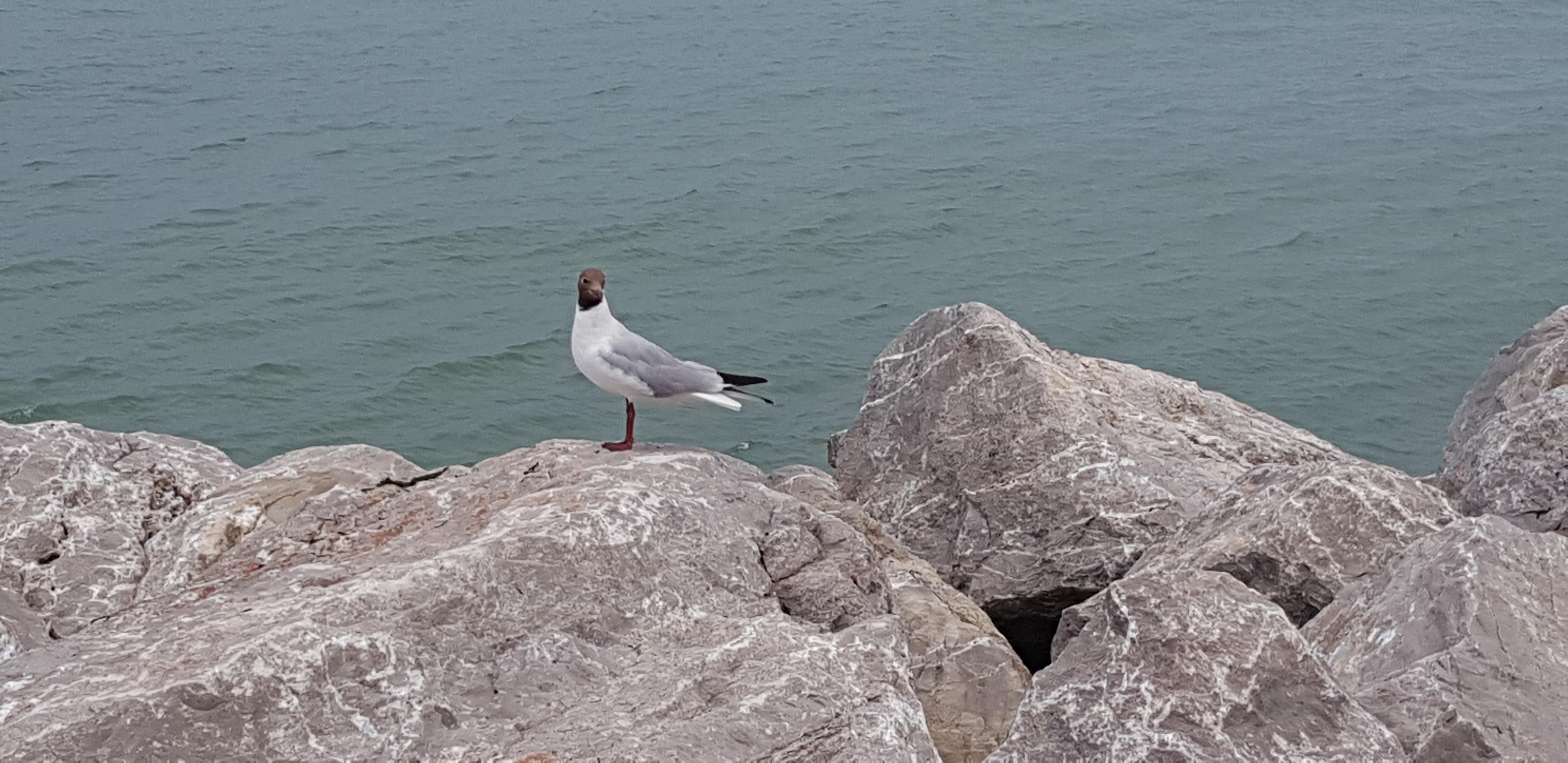 Habitant curieux de la plage