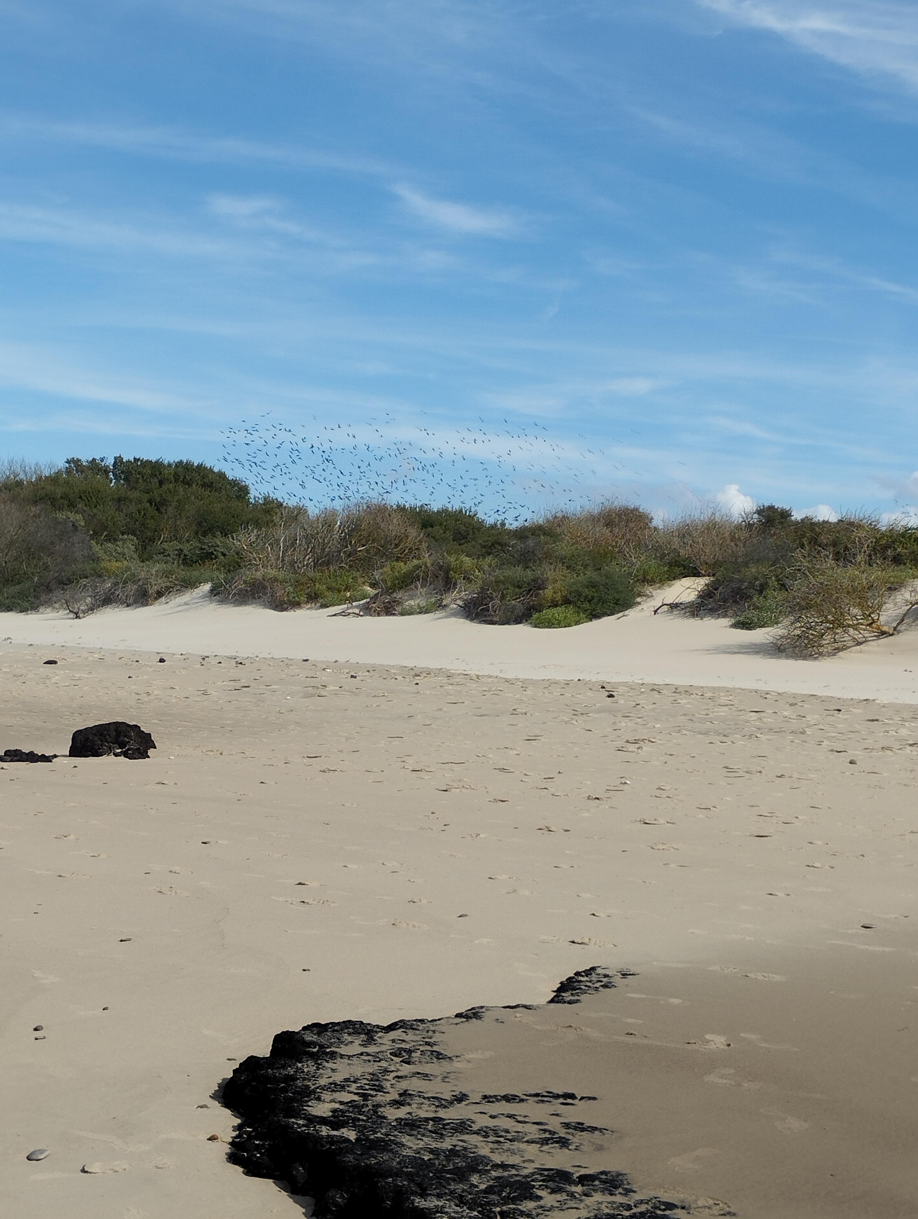 Vol d'étourneaux dans les dunes