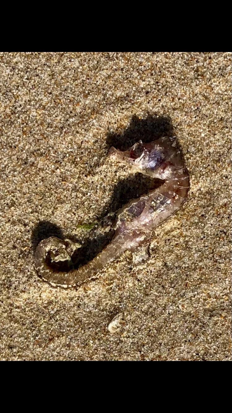 Hippocampe sur la plage du Châtelet