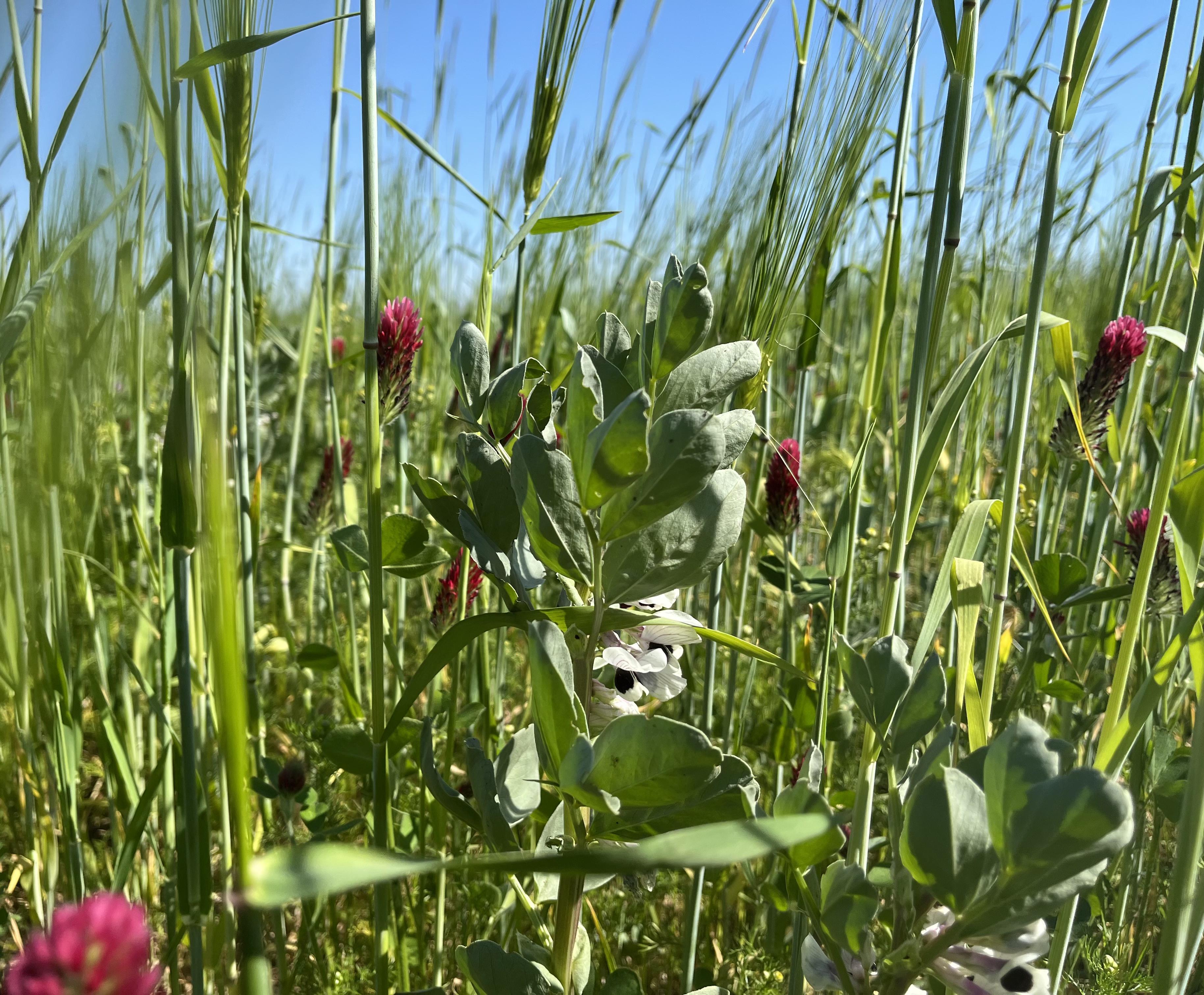 Dans la campagne