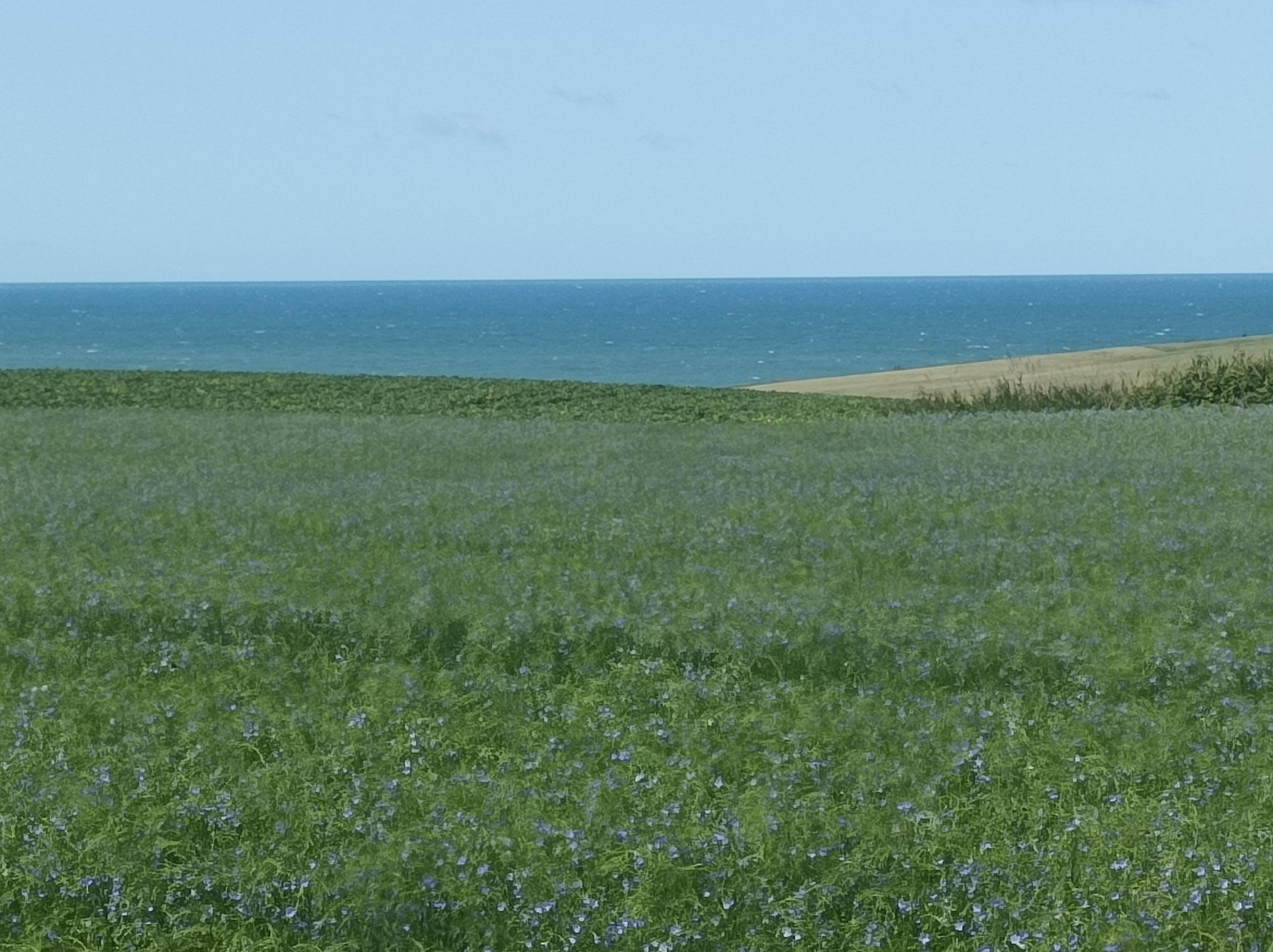 Champ de lin au Gris Nez