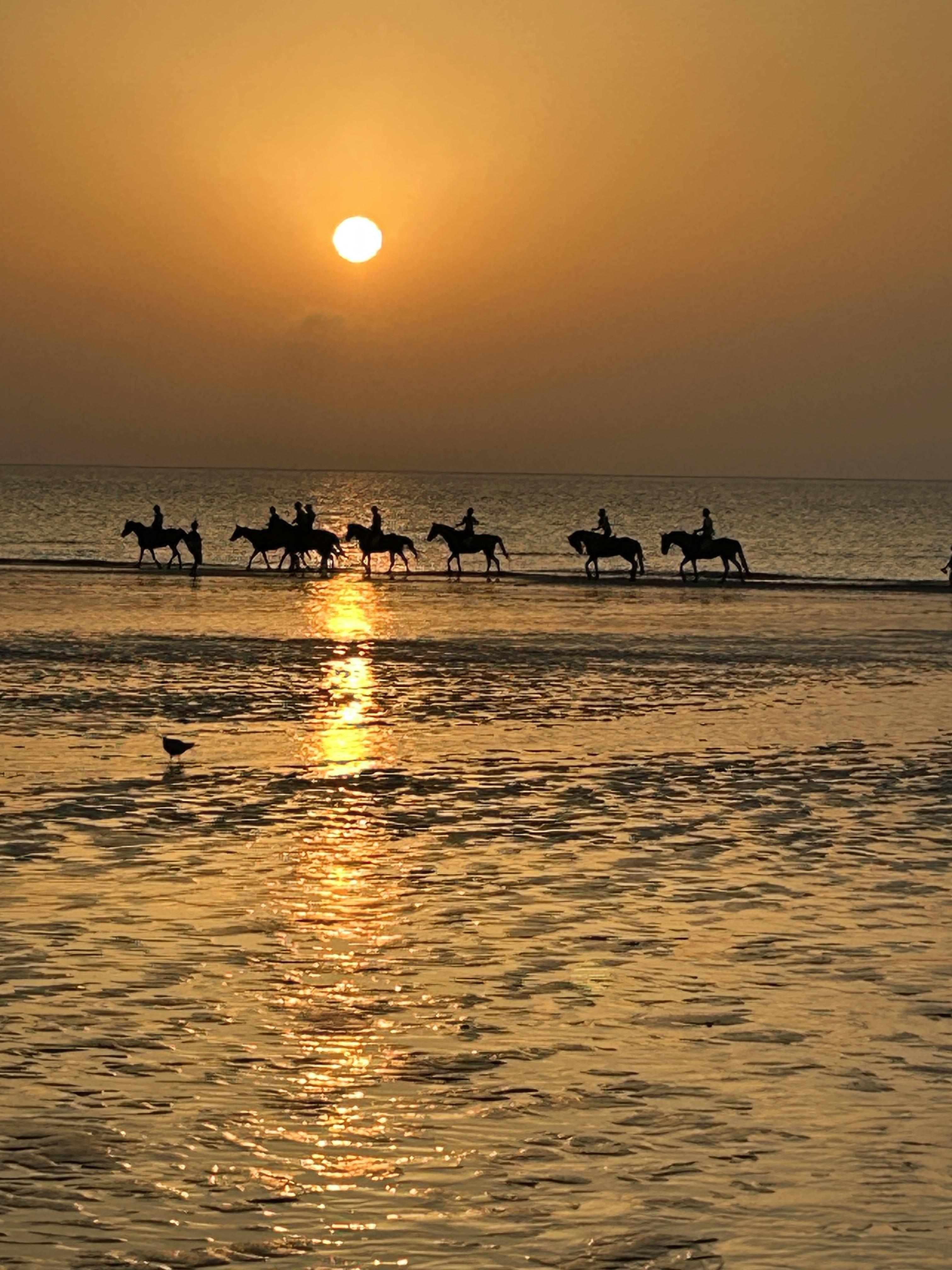 Chevaux au coucher de soleil