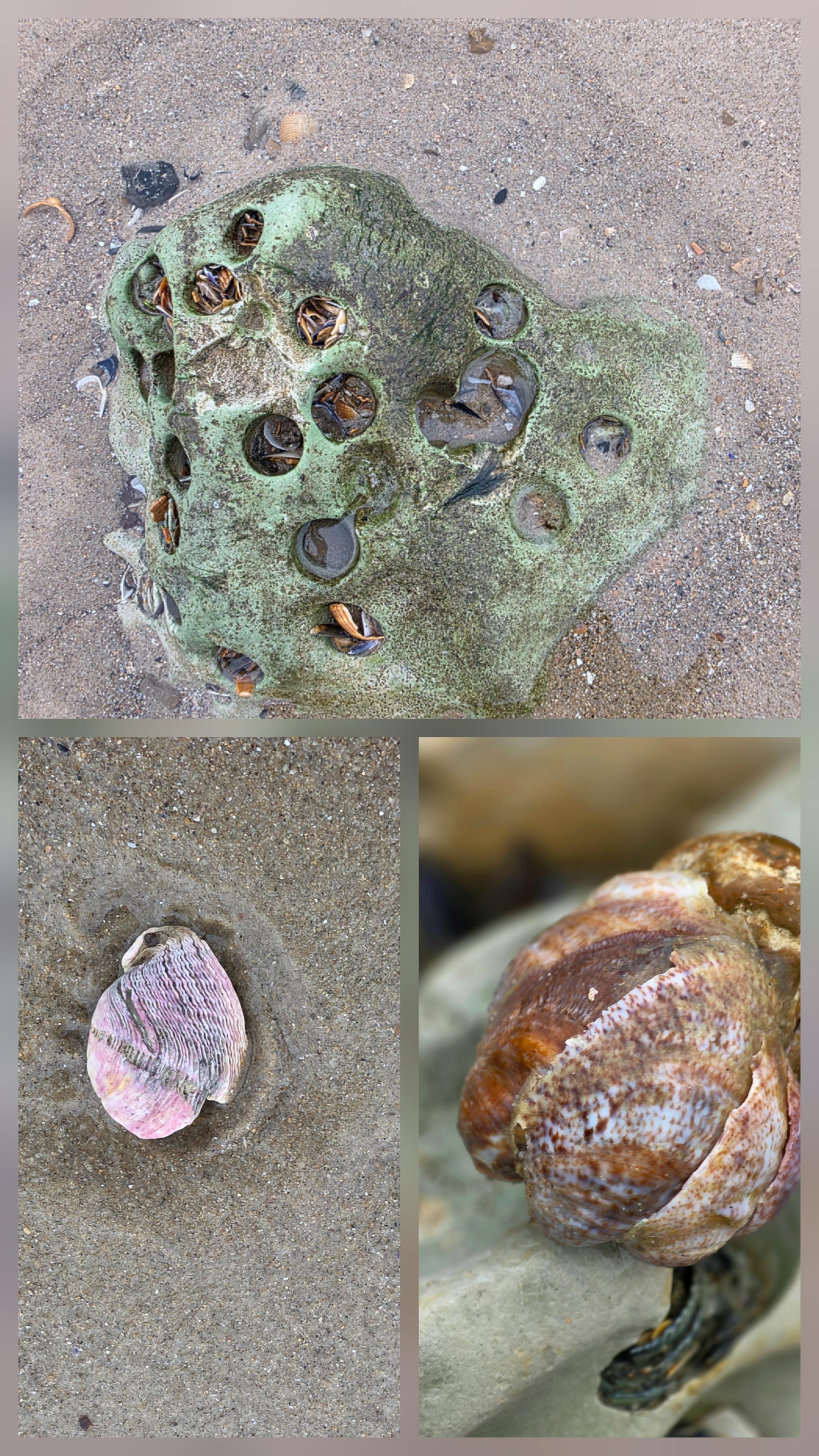 Les joyaux de la plage wissantaise ...