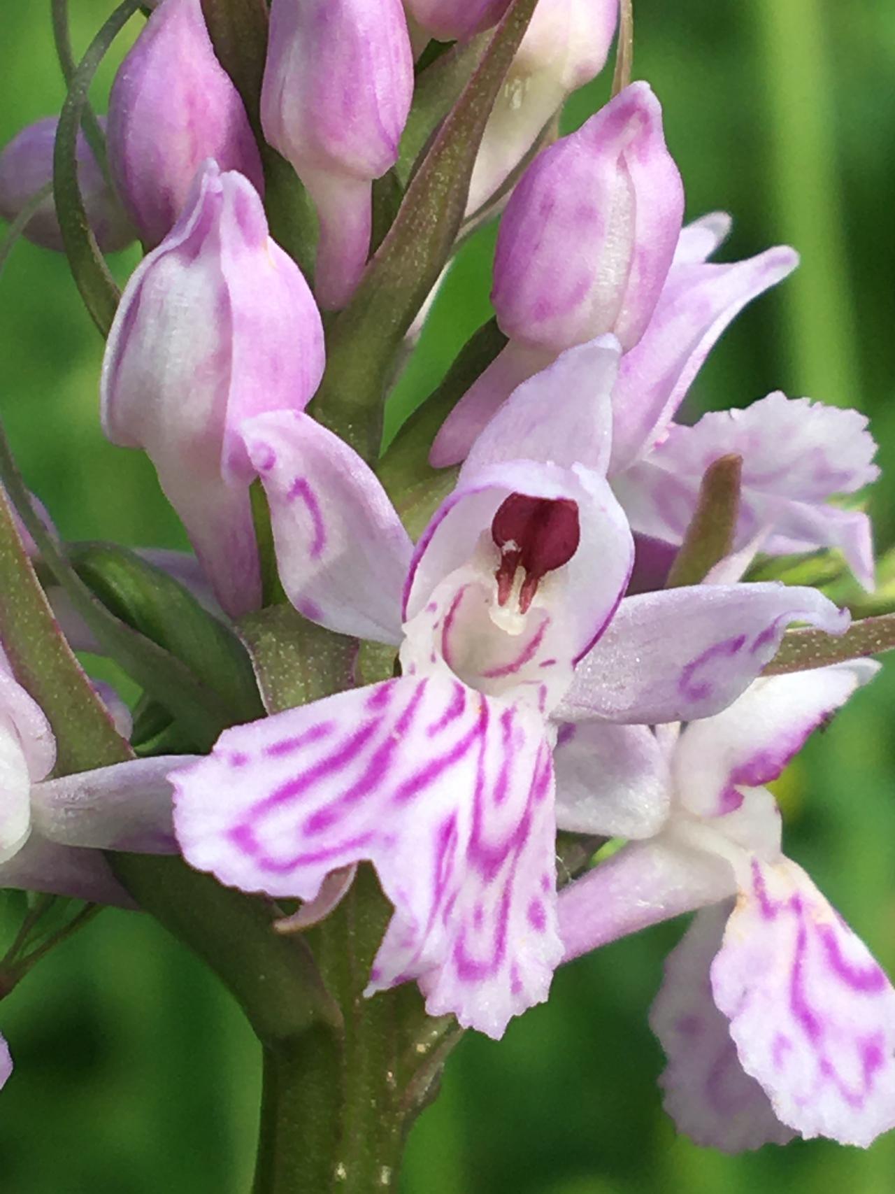 Orchidées sentier du Fartz