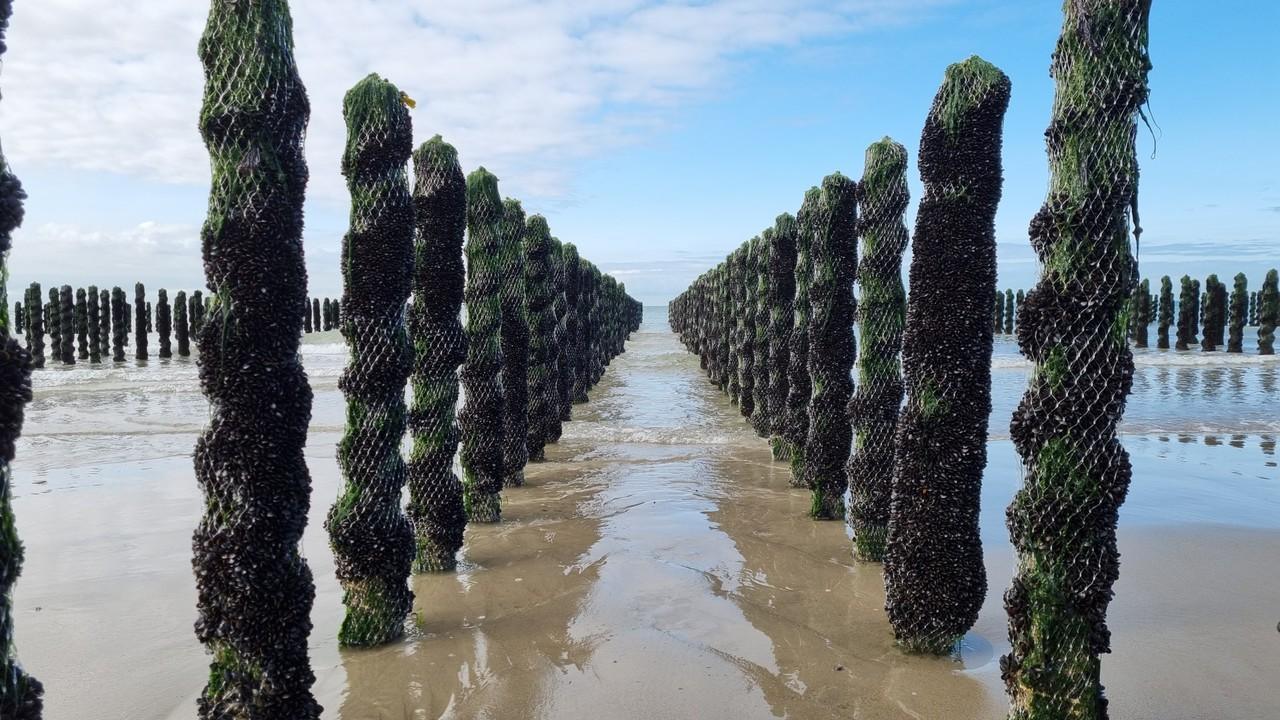 Piquets à moule