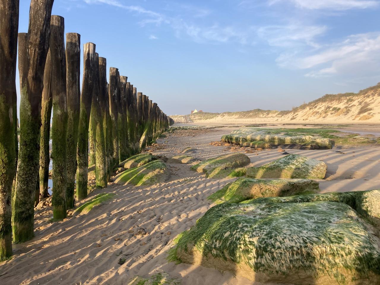 Plage avec troncs d’arbres 