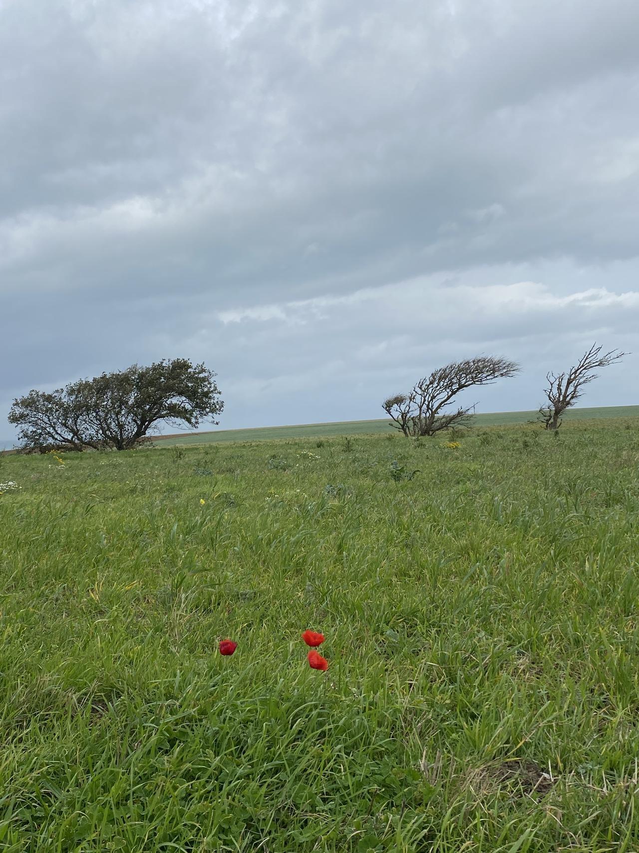 Couleurs sur la route du cap gris nez