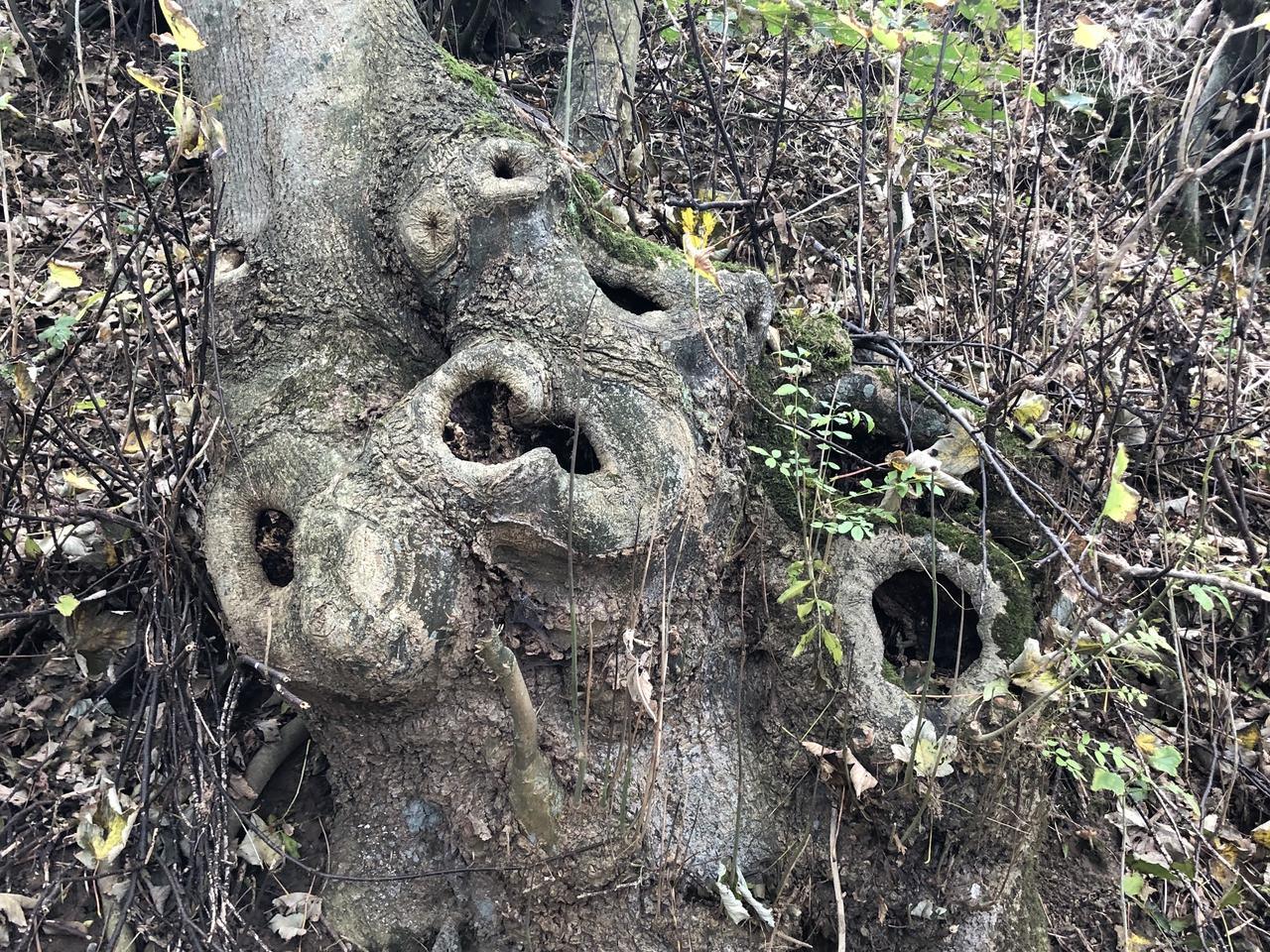Arbre magique en descendant du haut ecalles