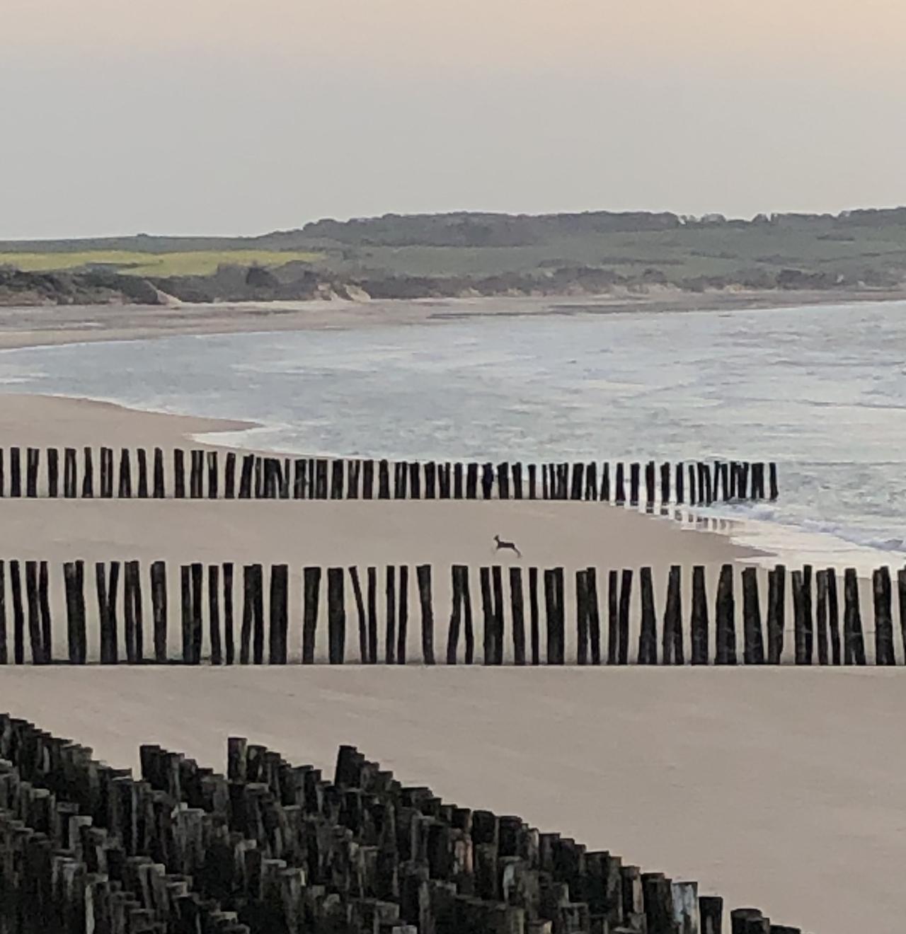 Chevreuil sortant du bain au coucher du du soleil !