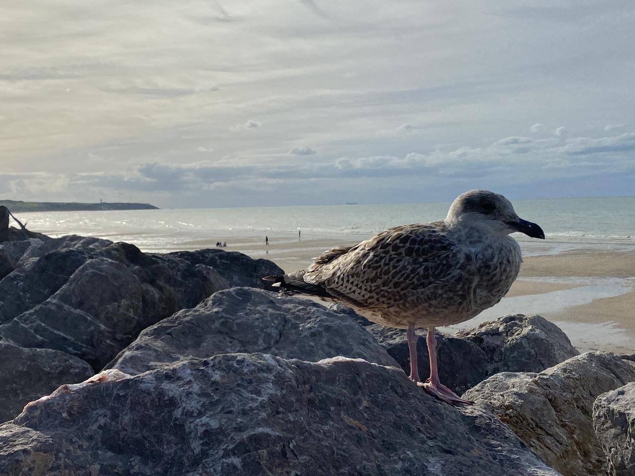 Une mouette sur les rochers 
