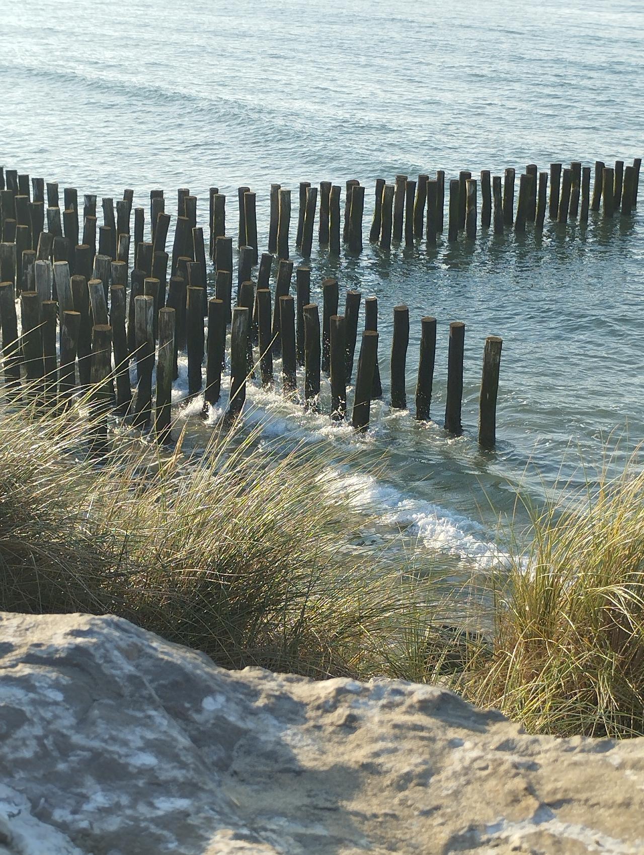 Pics à moules