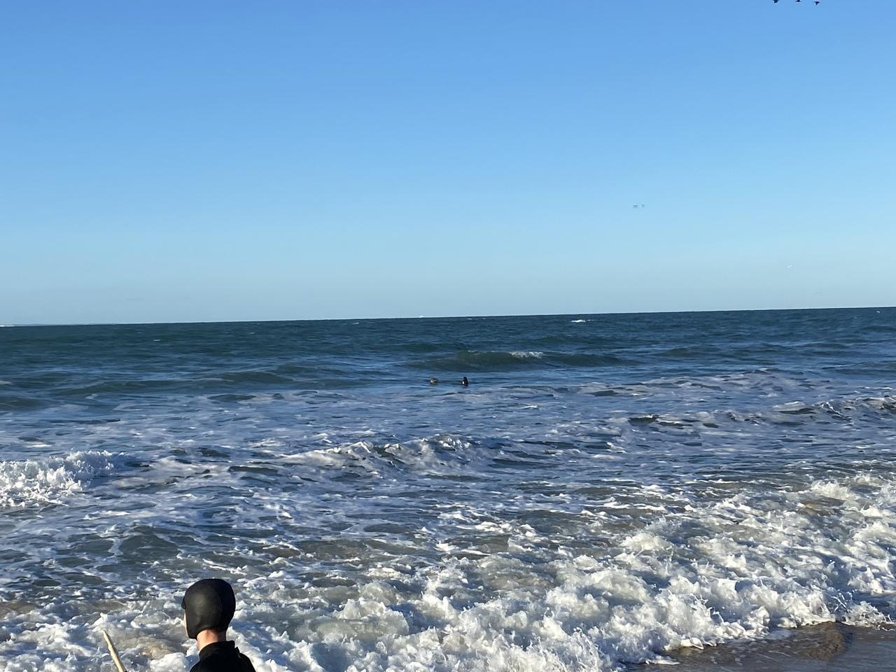 Nos 2 amis les phoques pendant la baignade 