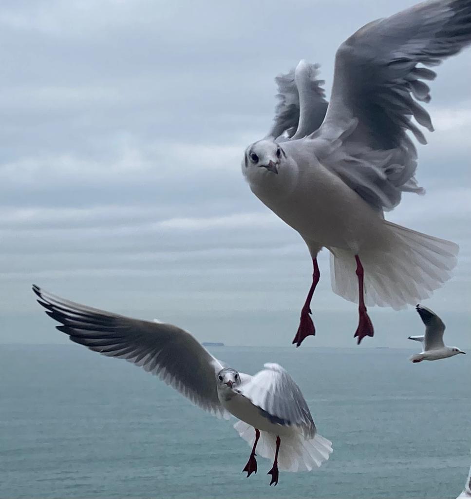 Vol de mouettes