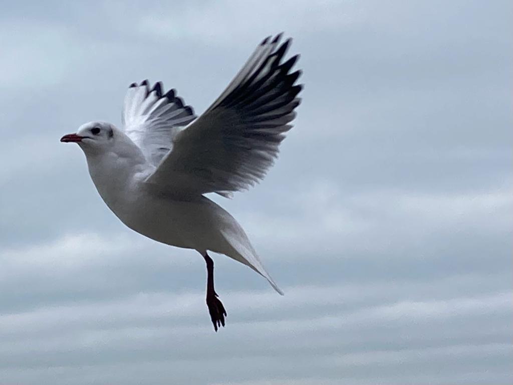 Vol de mouettes