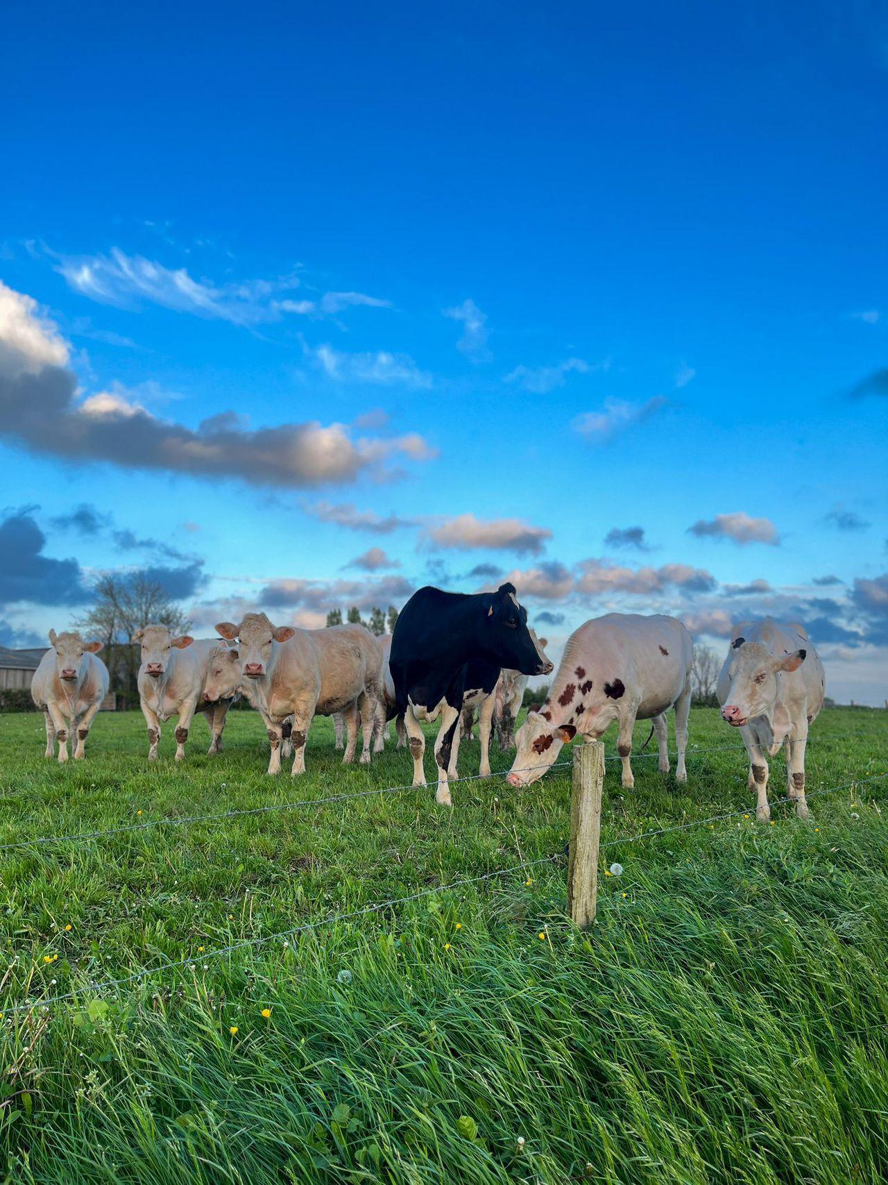 Les vaches sont dans le près