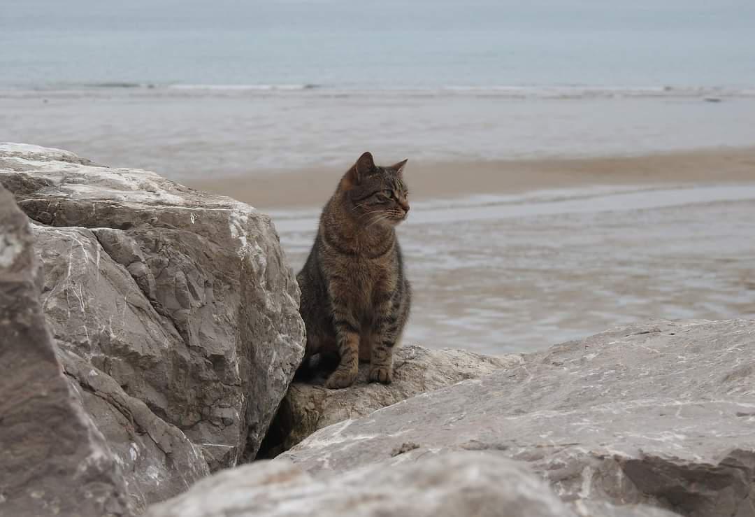 Un chat à la plage