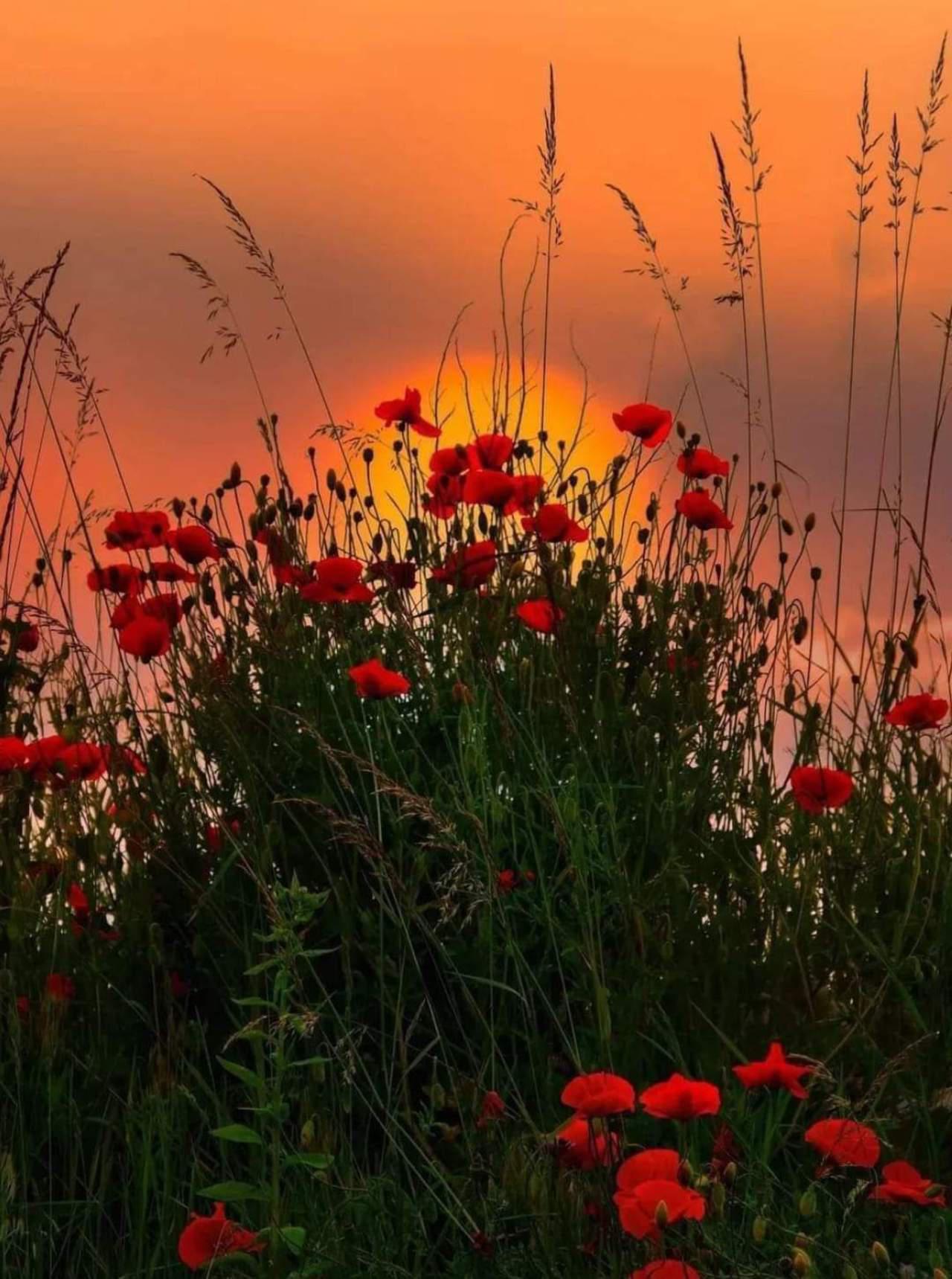 Les coquelicots dans le couché de soleil