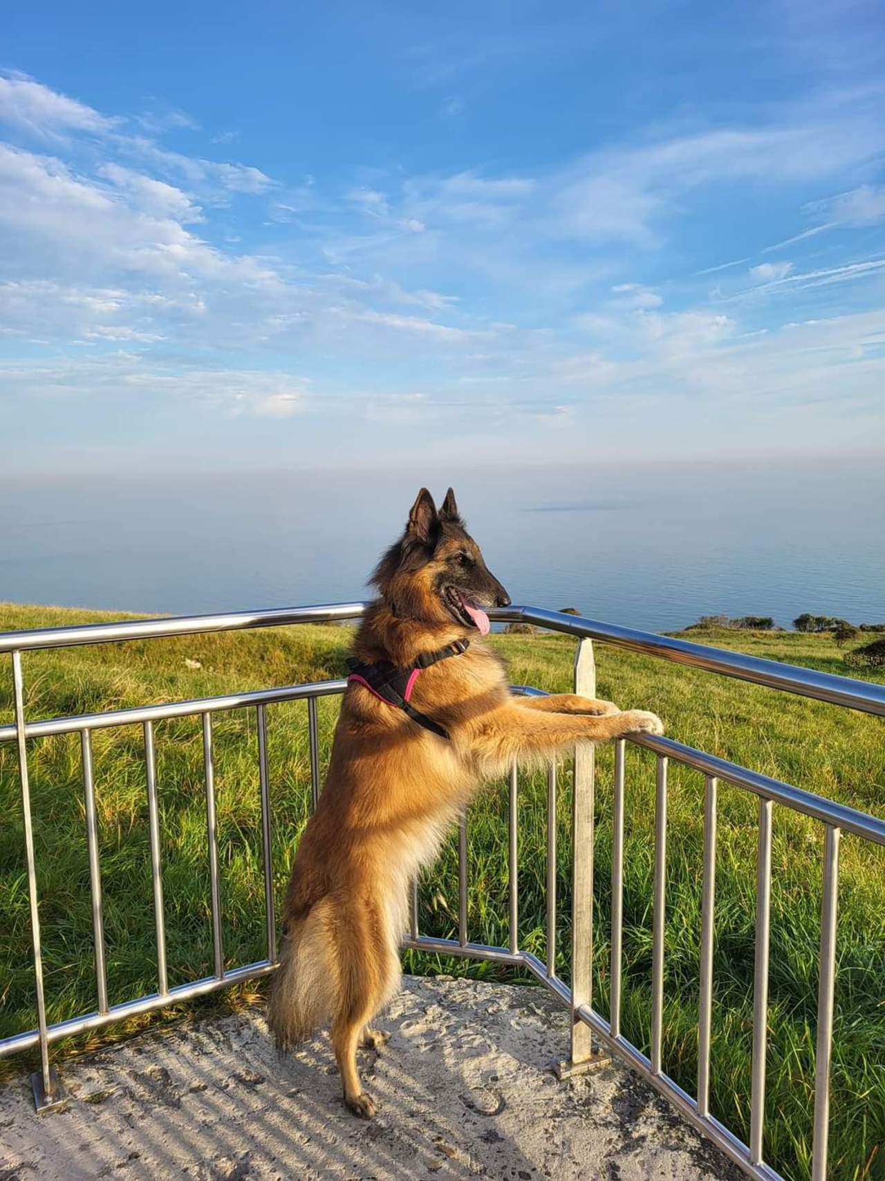  En haut du cap Gris Nez, mon chien est en admiration devant cette vue.