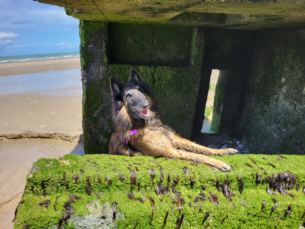 Visite du bunker au Cap Blanc Nez. N'oublions pas l'histoire de vos côtes. Quayla vous attend au bar....