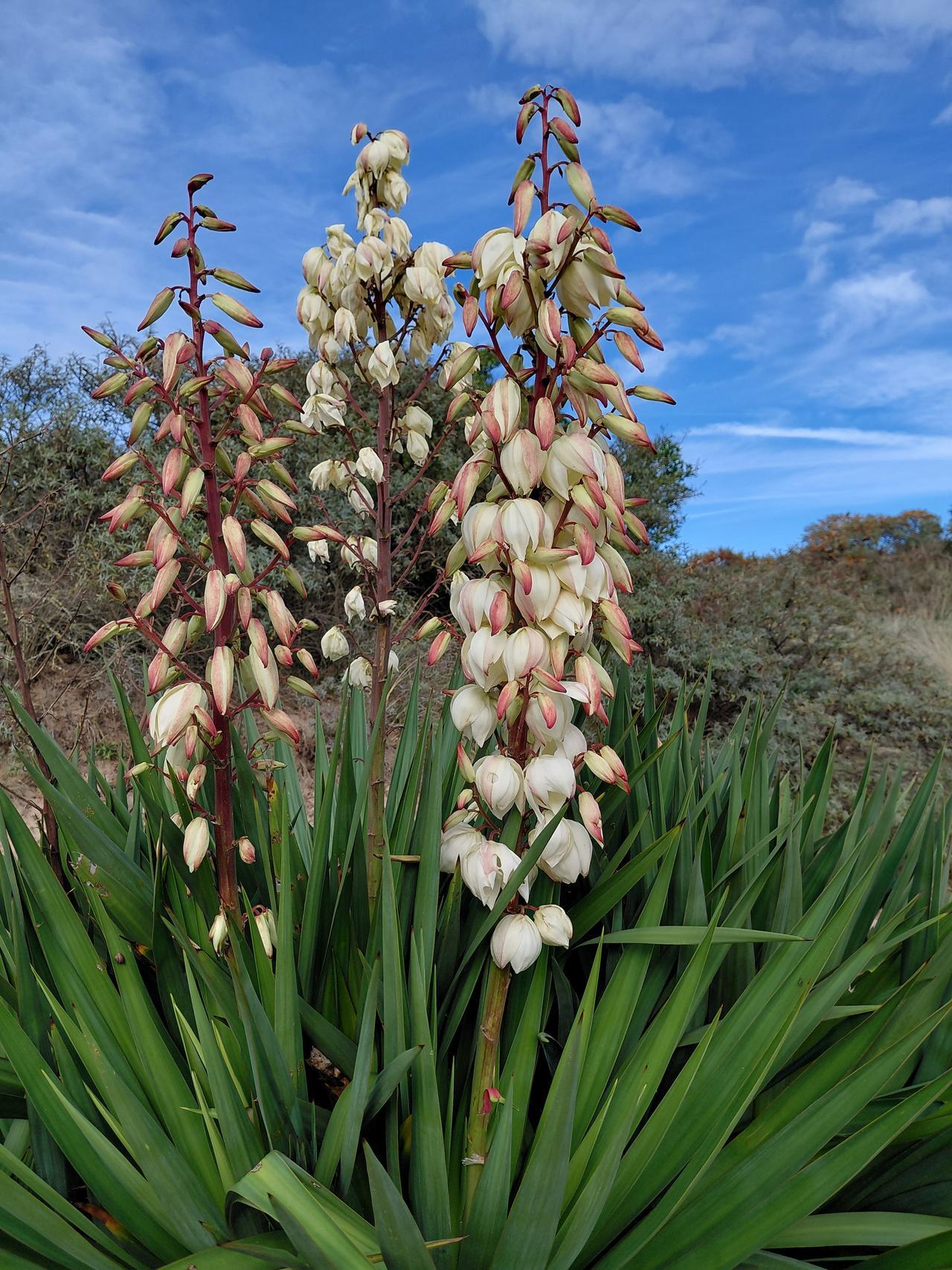 Yucca dans les dunes de Tardinghen en octobre