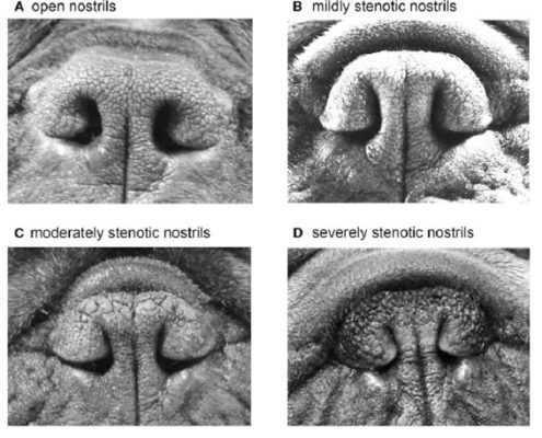 SINDROME BRACHICEFALICA 