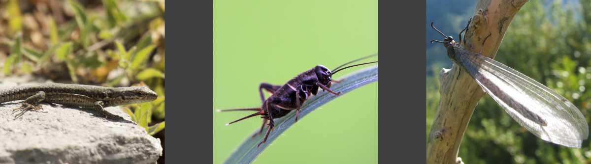 La faune et la flore La faune et la flore