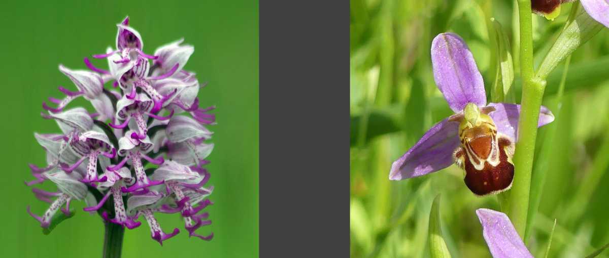 La faune et la flore La faune et la flore