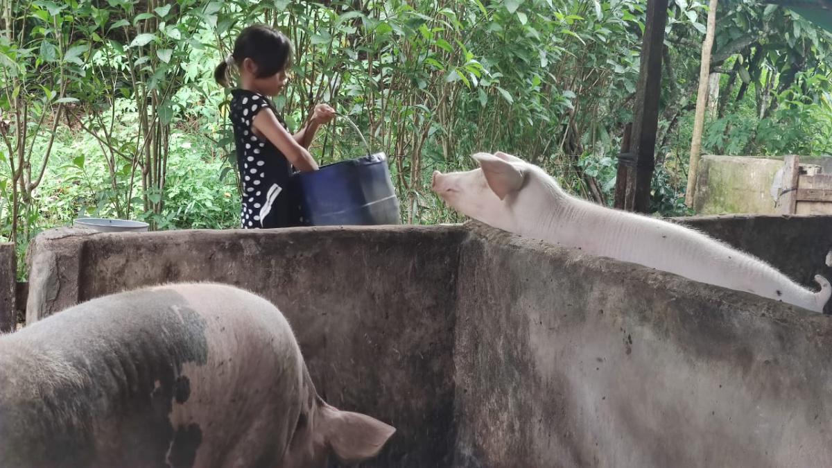 Memberi Makan Babi Untuk Membantu Orang Tua Memberi Makan Babi Untuk Membantu Orang Tua
