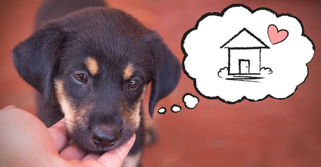 Modalità di Adozione Modalità di Adozione