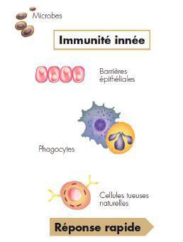 ANNEXE 1 : Le système immunitaire ANNEXE 1 : Le système immunitaire