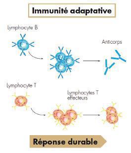 ANNEXE 1 : Le système immunitaire ANNEXE 1 : Le système immunitaire