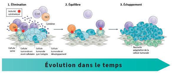 Le cancer, son développement Le cancer, son développement