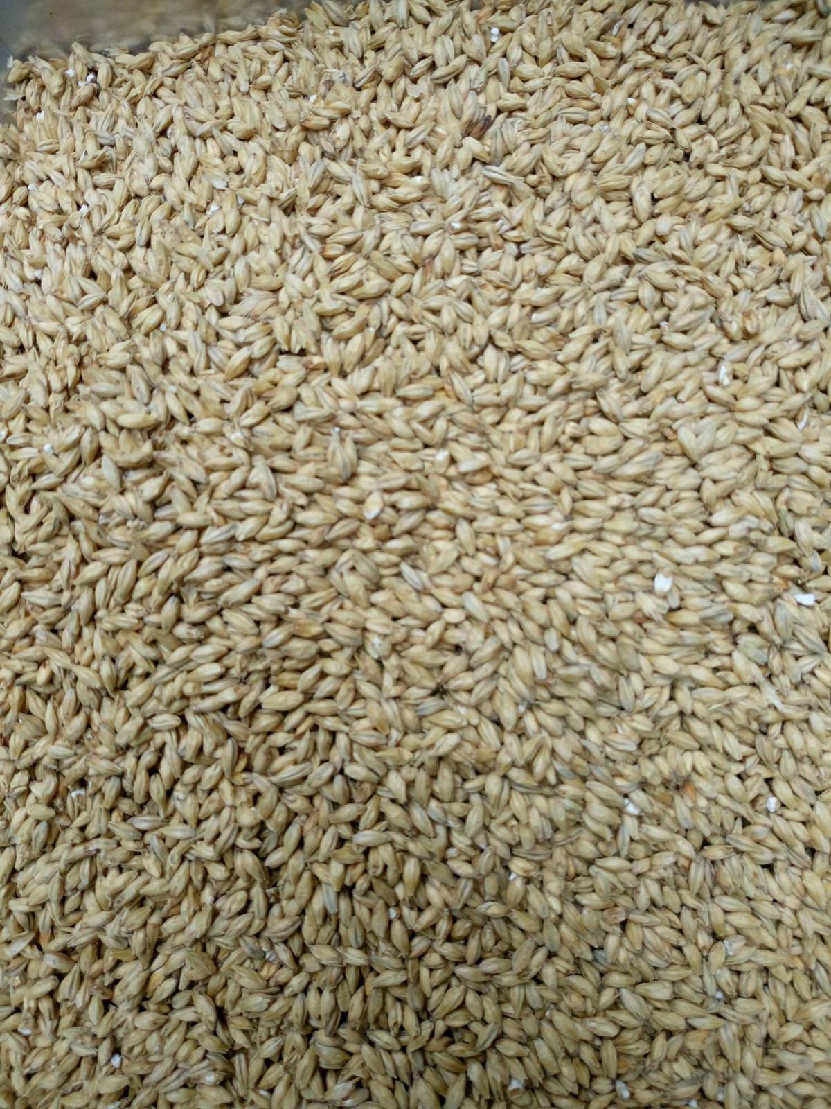 El Proceso de la Cerveza El Proceso de la Cerveza