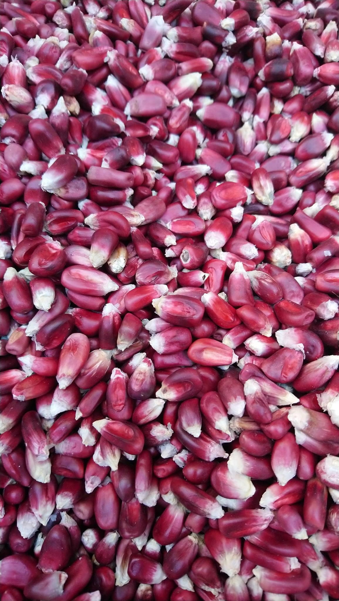 El Proceso de la Cerveza El Proceso de la Cerveza