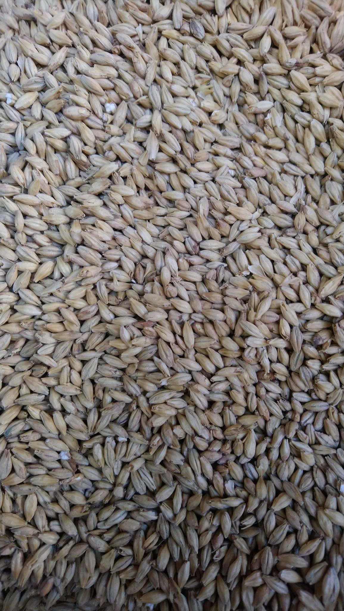 El Proceso de la Cerveza El Proceso de la Cerveza