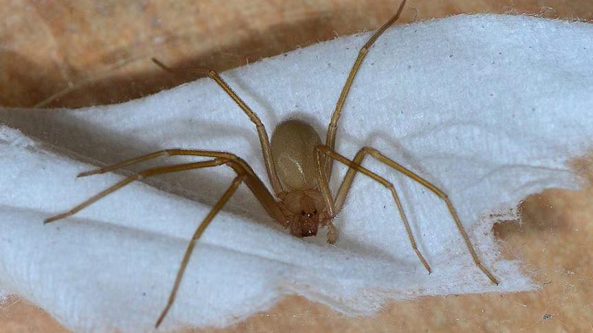 Perché il ragno violino è pericoloso per l’uomo: le verità che probabilmente non conosci Perché il ragno violino è pericoloso per l’uomo: le verità che probabilmente non conosci