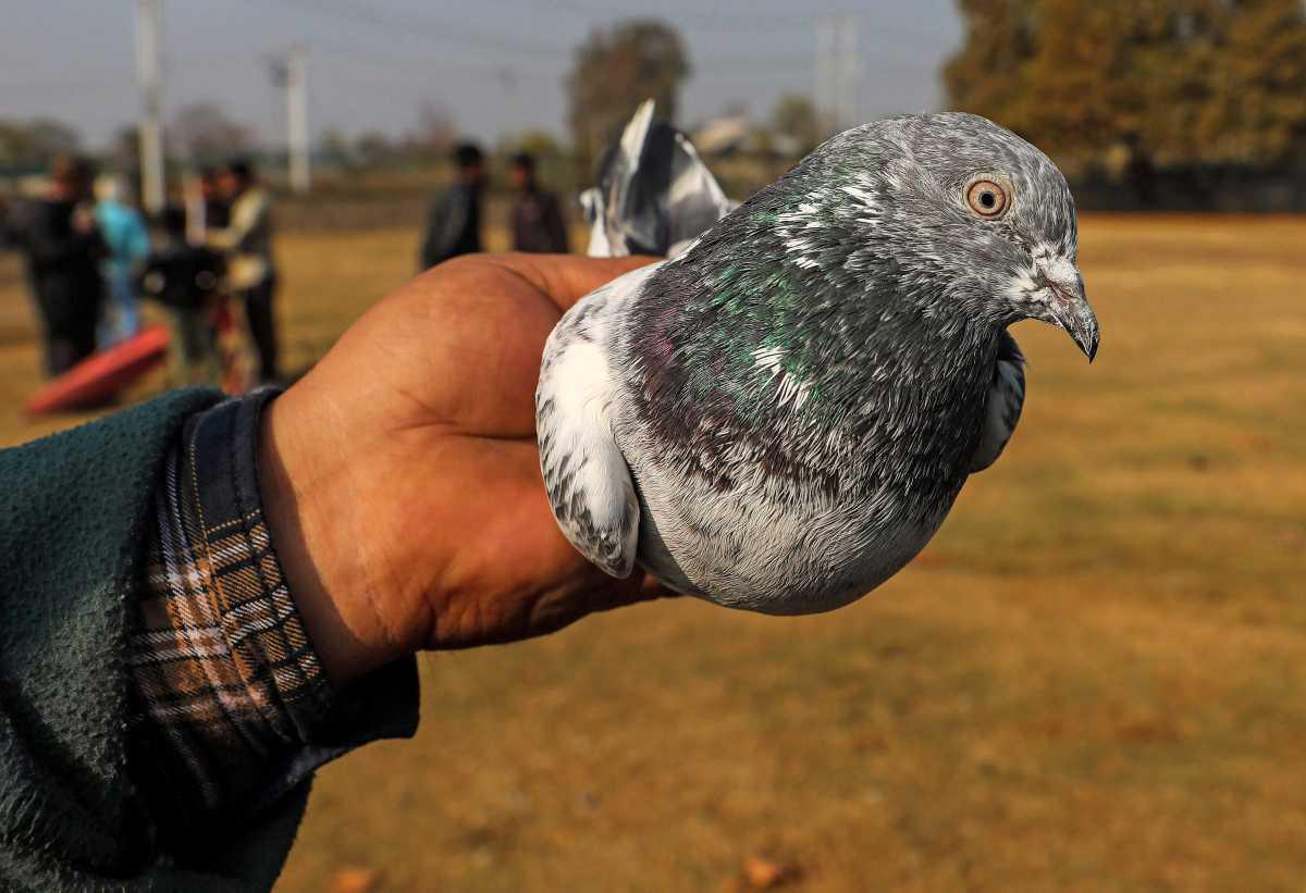 [Focus] - Élevage de pigeons – Un passe-temps populaire au Cachemire