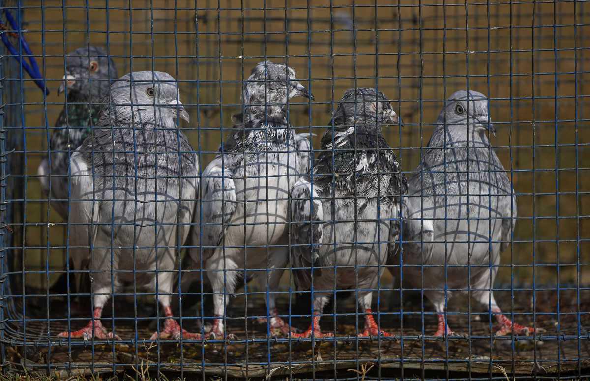 [Focus] - Élevage de pigeons – Un passe-temps populaire au Cachemire