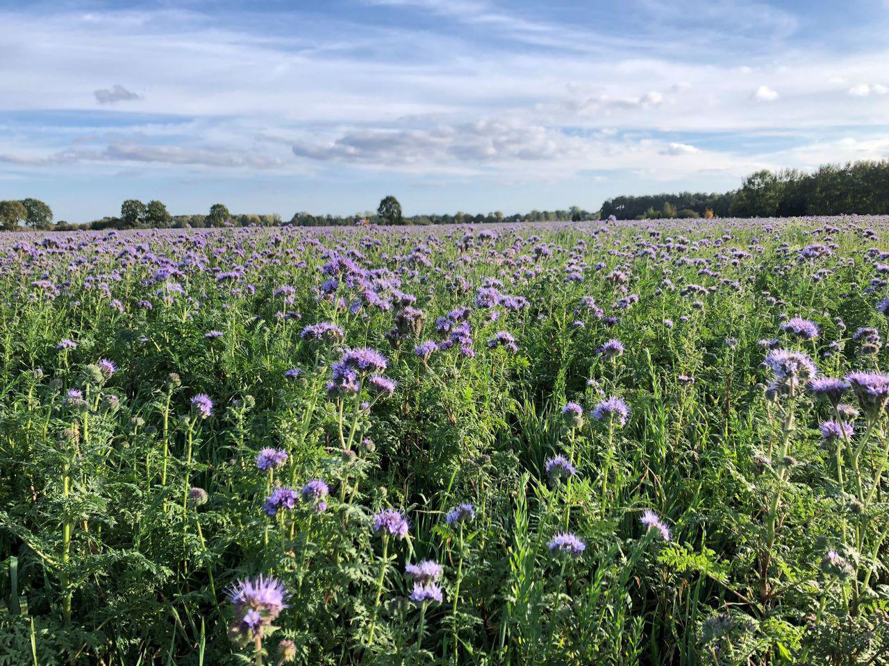 Naturschutzgebiet Strönfeld