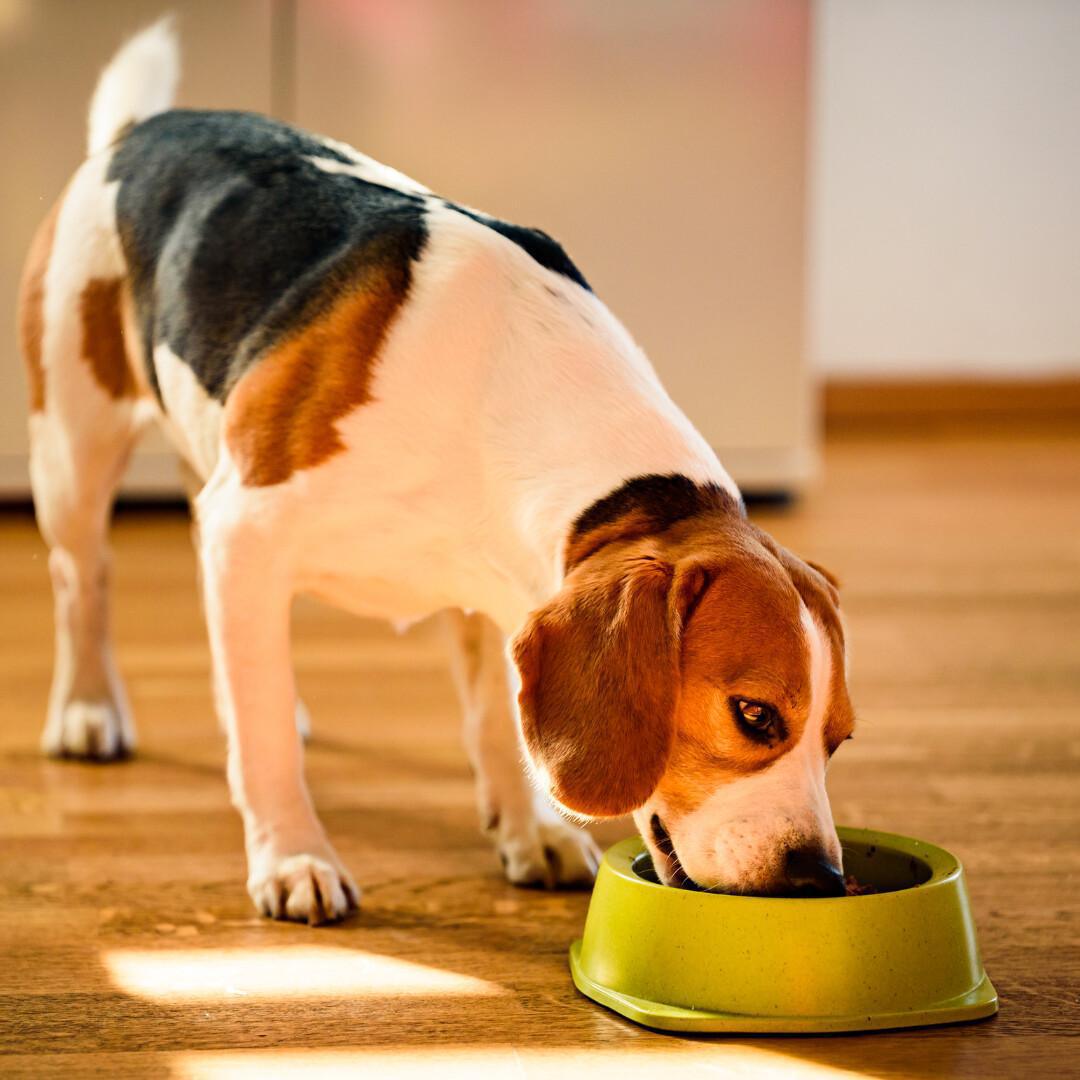 La cura dei nostri amici a 4 zampe La cura dei nostri amici a 4 zampe