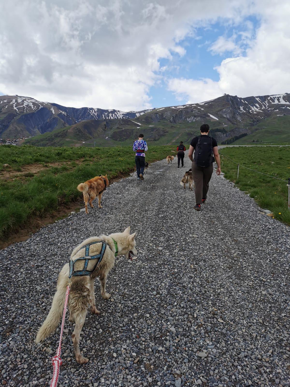 Rencontre avec une MUSHER 🐶