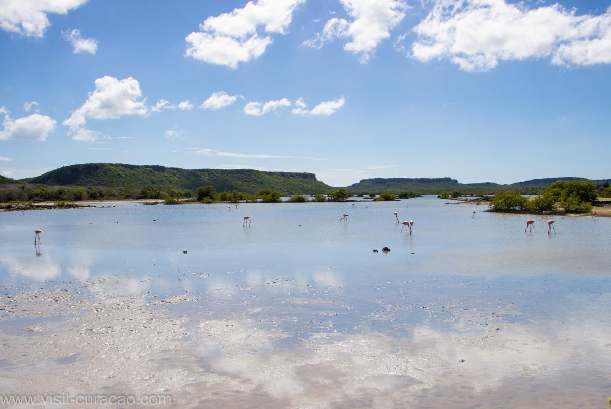 Flamingos in ''Williwood'' Flamingos in ''Williwood''