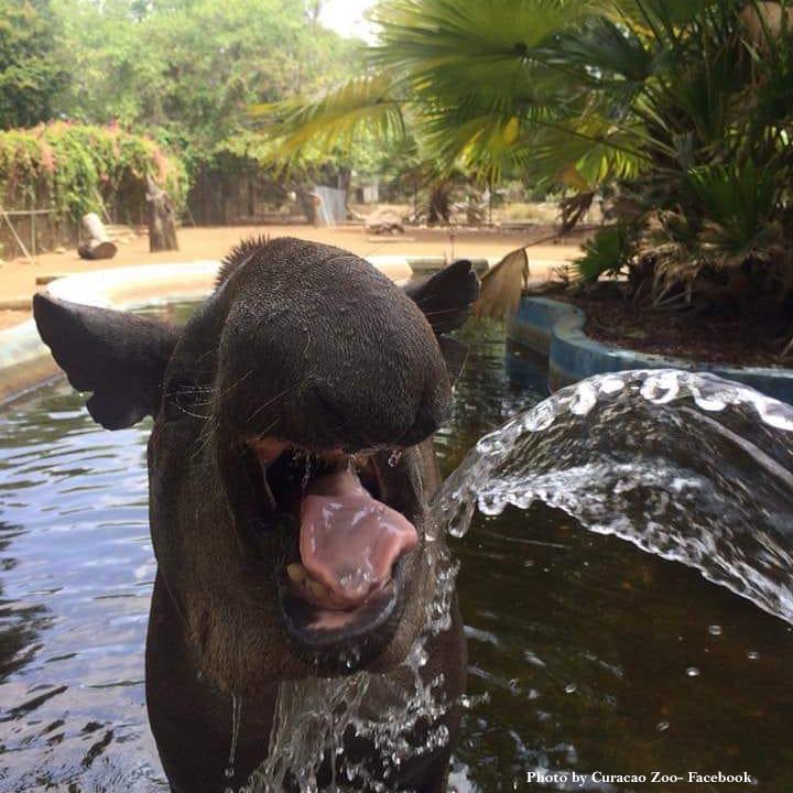 Curaçao Zoo & Botanical Garden