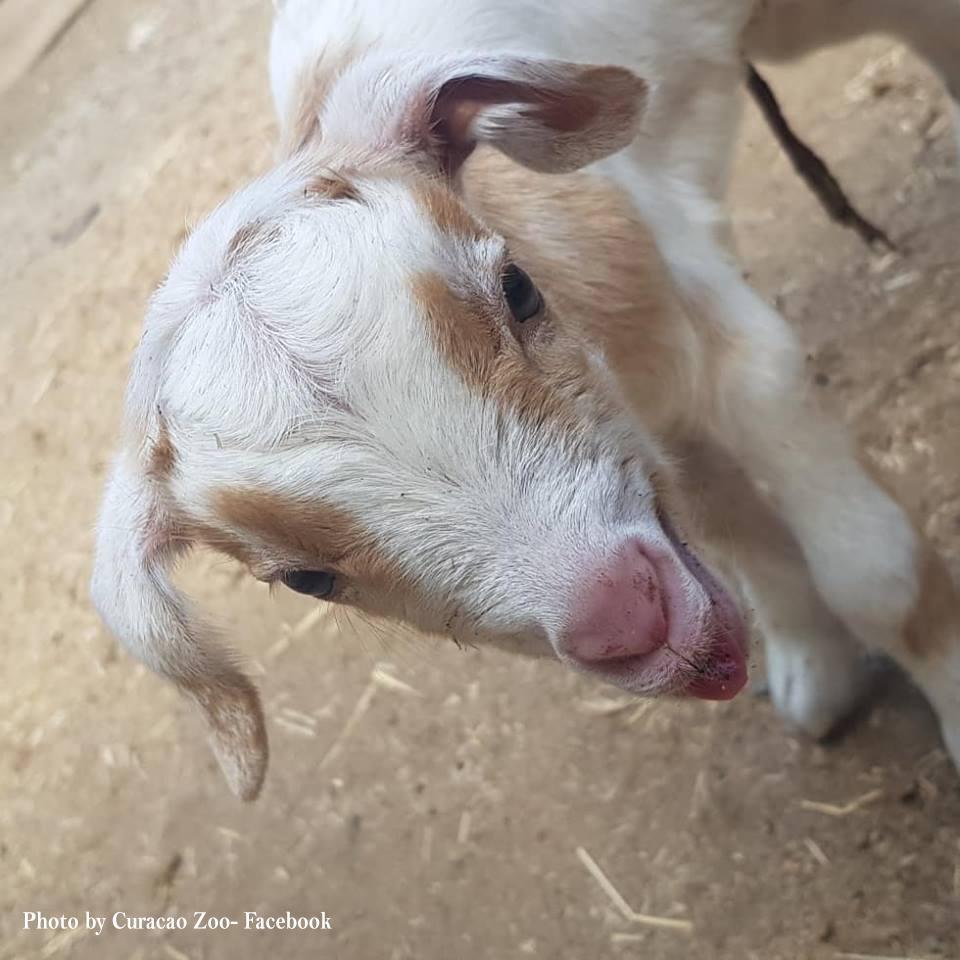 Curaçao Zoo & Botanical Garden Curaçao Zoo & Botanical Garden