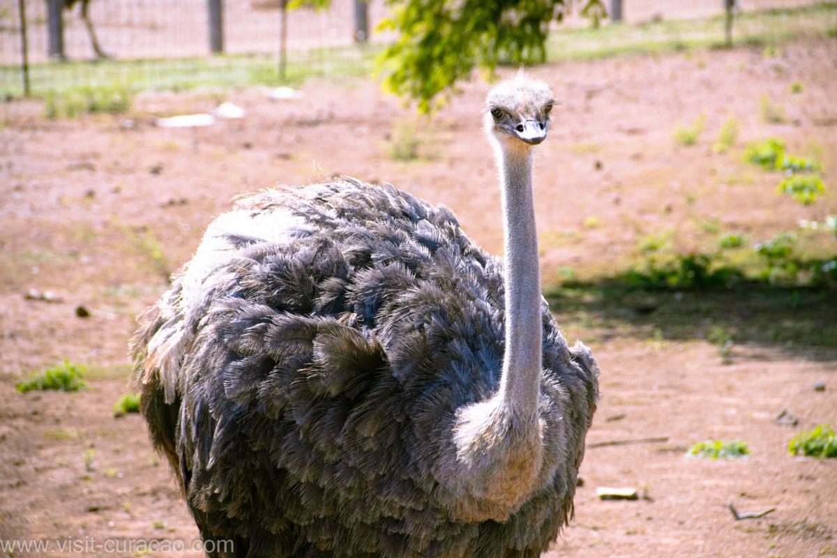Ostrich Farm Curaçao