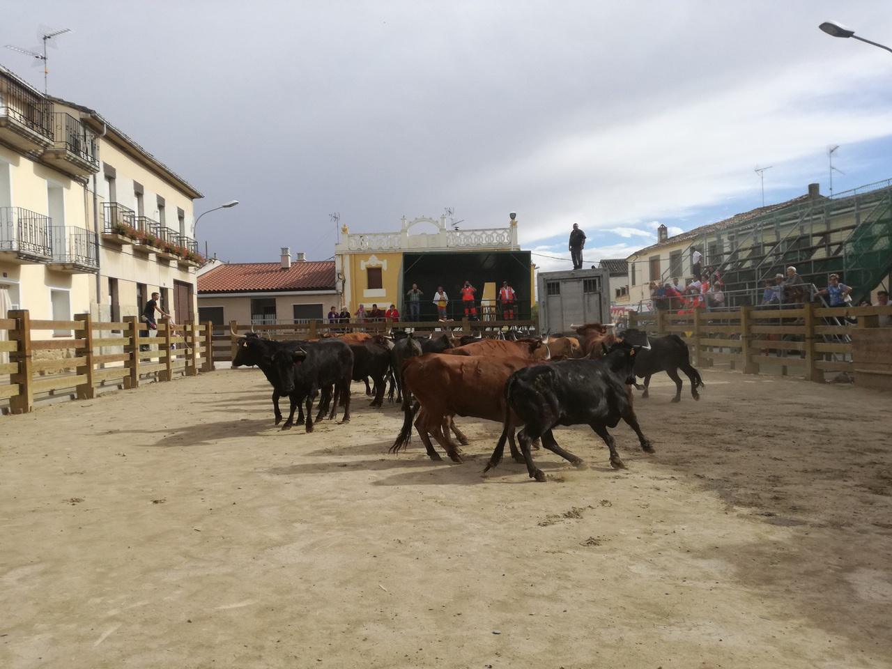 Melida 39