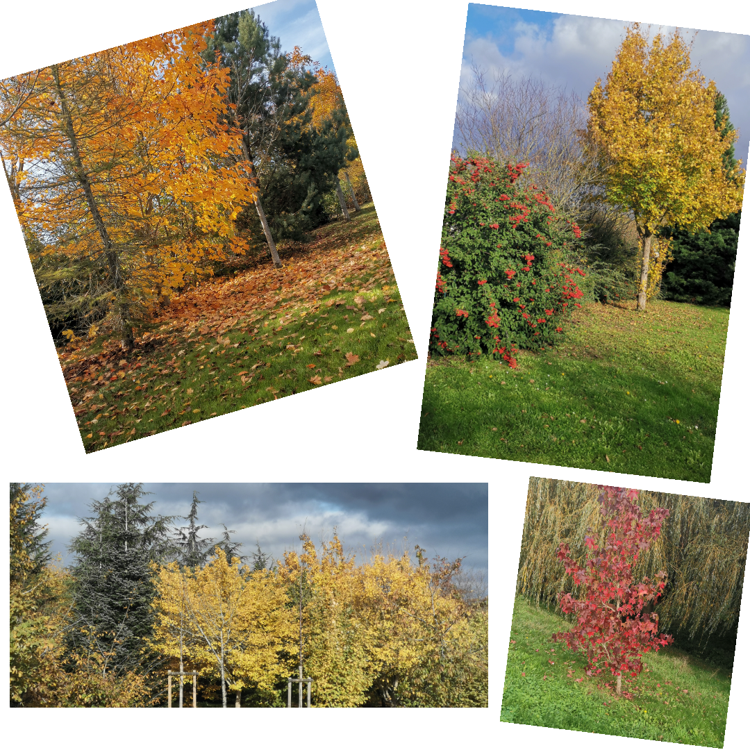 Novembre, joli mois d'automne