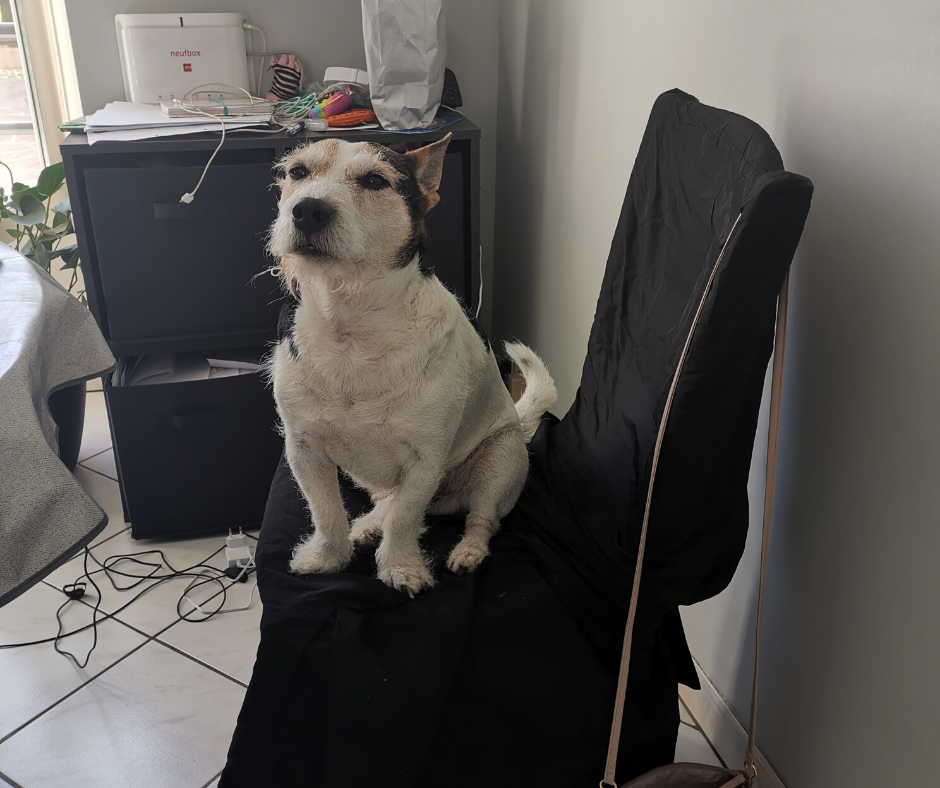 Qui va à la chasse...